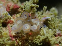 Phyllodesmium serratum