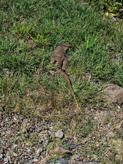 Varanus panoptes panoptes