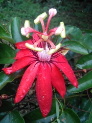 Coccinea