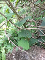 Passiflora biflora