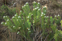 Leucadendron linifolium