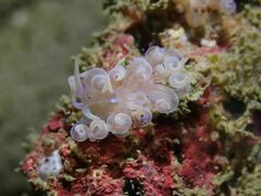 Phyllodesmium serratum