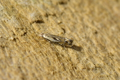 Erechthias decoranda