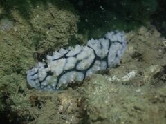 Phyllidiella