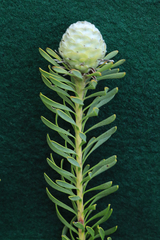 Leucadendron linifolium