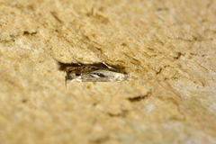 Erechthias decoranda