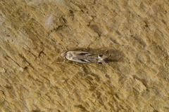 Erechthias decoranda