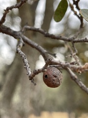 Burnettweldia washingtonensis
