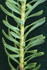 Leucadendron linifolium