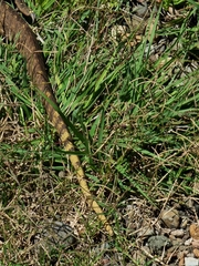 Varanus panoptes panoptes