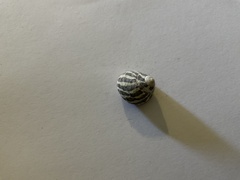 Austrocochlea porcata