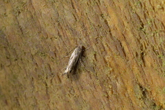 Erechthias decoranda