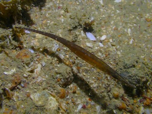 Alligator pipefish (Syngnathoides biaculeatus) — Syngnathidae — 5