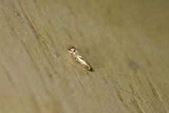 Erechthias decoranda