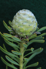 Leucadendron linifolium