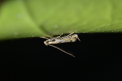 Erechthias decoranda