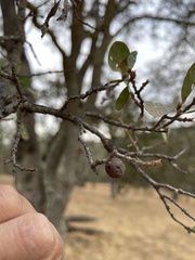 Burnettweldia washingtonensis