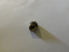 Austrocochlea porcata