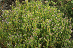Leucadendron linifolium