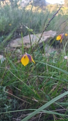 Calochortus
