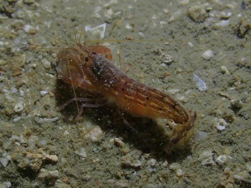Alpheus edwardsii observed 2022-10-29