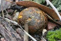 Pisolithus