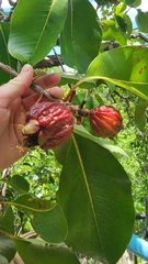 Syzygium suborbiculare