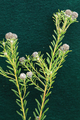 Leucadendron linifolium