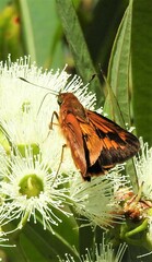 Cephrenes augiades