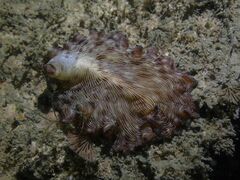 Pseudobiceros fulgor