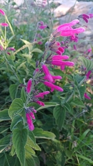 Salvia curviflora
