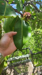 Syzygium suborbiculare