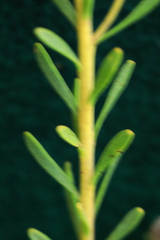 Leucadendron linifolium