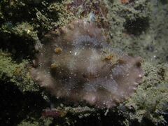 Platydoris scabra