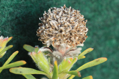 Leucadendron linifolium