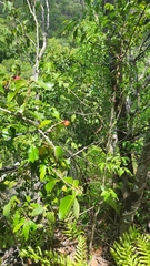 Syzygium suborbiculare