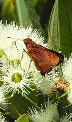Cephrenes augiades