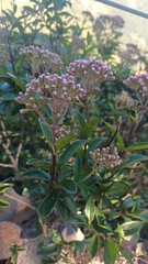 Ageratina