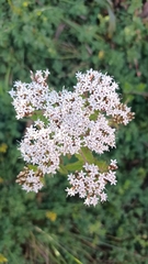Stevia