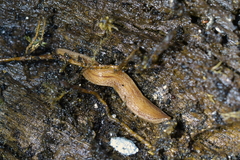 Australopacifica
