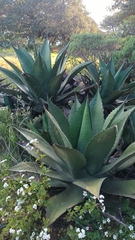 Agave