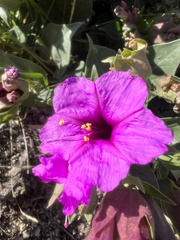Mirabilis multiflora pubescens
