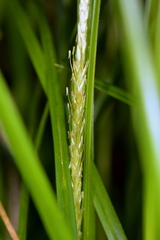 Carex auceps