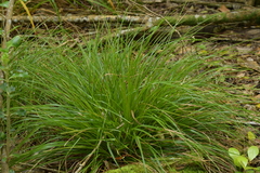 Carex auceps