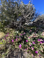 Mirabilis multiflora pubescens
