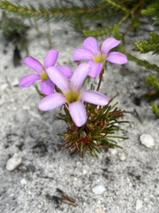 Oxalis polyphylla