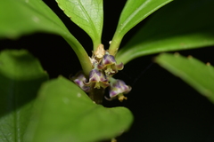 Melicytus chathamicus