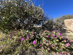Mirabilis multiflora pubescens