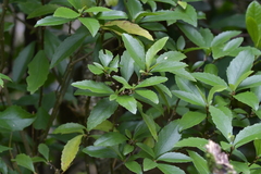 Melicytus chathamicus
