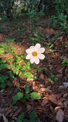 Cosmos diversifolius